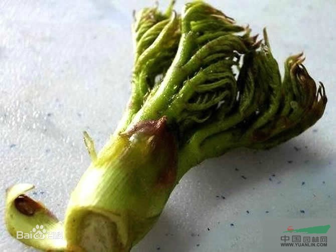 刺嫩芽 刺老芽、刺老鴉、龍牙楤木、虎陽刺