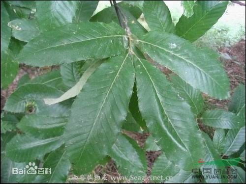 麻櫟 櫟、橡碗樹