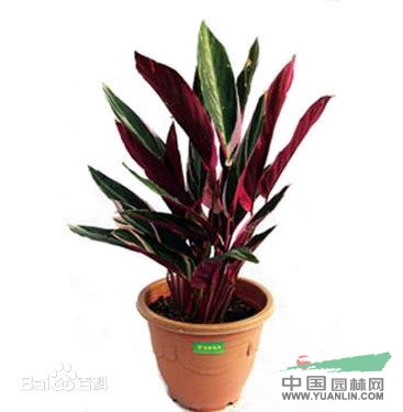 紫背竹芋 紅背臥花竹芋、紅背肖竹芋、紅背葛郁金