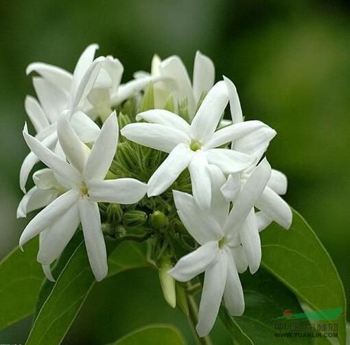 毛茉莉 毛萼素馨、多花素馨